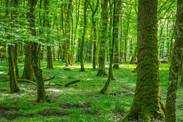 Une jolie forêt éclatante de vie au printemps, où les arbres verdoyants, les fleurs naissantes et la lumière douce créent une atmosphère paisible et fraîche.