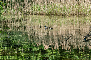 Des canards nagent paisiblement sur la gouille au printemps, entourés de verdure fraîche et de reflets doux, dans une atmosphère sereine.