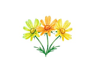 Watercolor botanical illustrations bouquet of yellow flowers with green stems and leaves on a white background. Great for spring design and decor, cards, prints, cover, painting. 