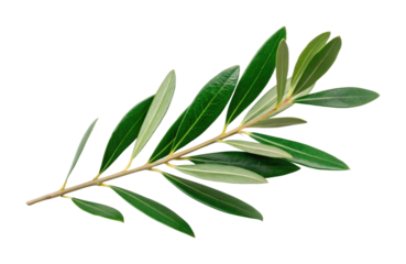 PNG Detailed olive branch with green leaves close-up