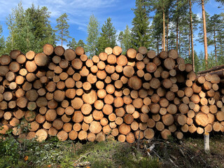 Many large tree trunks stacked