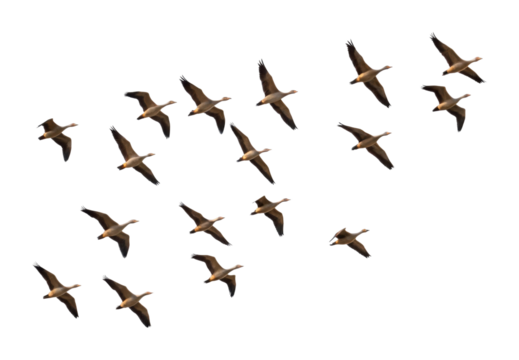 PNG Flock of migrating geese in flight formation