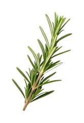 Obraz premium PNG Fresh rosemary herb sprig isolated on white