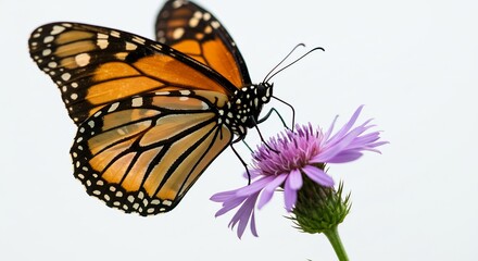 Fototapeta premium 鮮やか蝶、紫の花に優しく舞い降りる. AI Generated