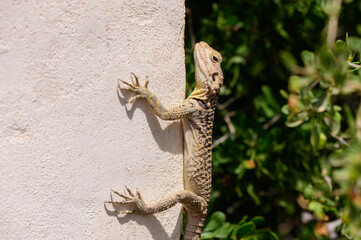 Starred Agama Lizard on Sunlit Wall in Cyprus