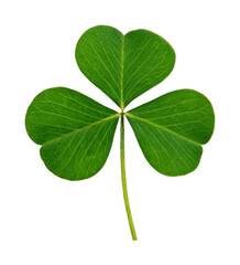 PNG Close-up of a green three-leaf clover symbol of luck and nature