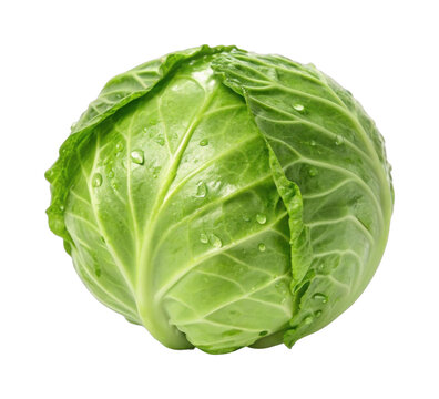 PNG Fresh green cabbage with water droplets
