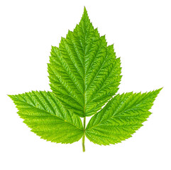 Green raspberry leaf showing three leaflets on white background