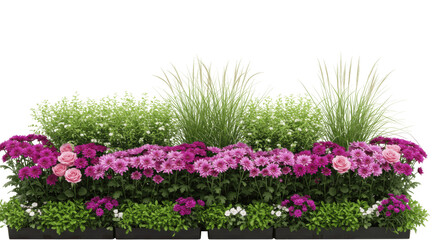 Pink and Purple Chrysanthemum Flowers with Green Grass, Isolated on Transparent PNG Background