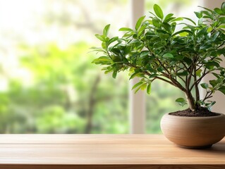 Fototapeta premium Small tree in pot on wooden table against window background