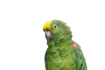 Green parrot in vivid colours isolated png, transparent