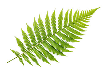 PNG Close-up of a vibrant green fern leaf with detailed fronds