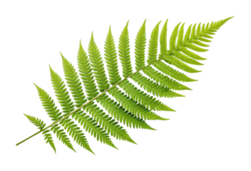PNG Close-up of a vibrant green fern leaf with detailed fronds