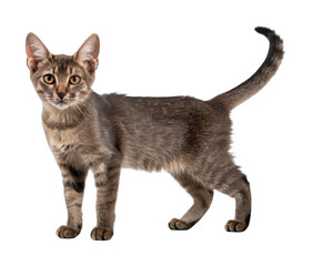 PNG Curious tabby cat with alert ears and bright eyes