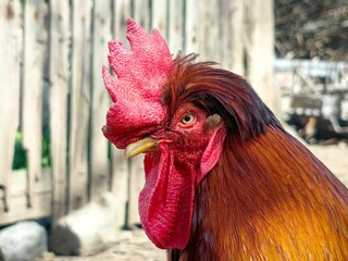 Rooster in backyard. Portrait of domestic red rooster