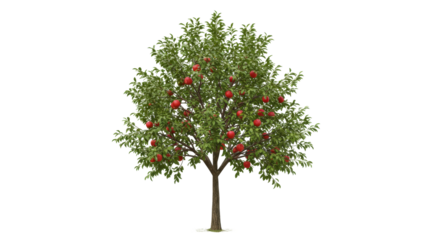 Full Length Photo Of Apple Tree isolated on transparent background, Green Tree isolated, Cutout 