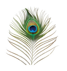 Obraz premium PNG Vibrant peacock feather with intricate patterns and colors