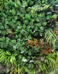 Obraz premium wall of artificial plants, panel of plants, indoor landscaping,plant green background, close up of plant 