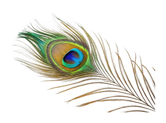 Fototapeta premium PNG Vibrant peacock feather with eye pattern and iridescent colors