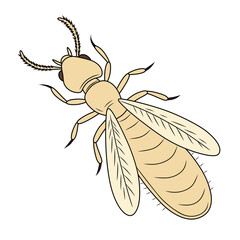 Colored vector illustration of a termite with clear anatomical details, perfect for design, educational books, and digital artwork.