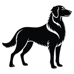 Elegant Black Silhouette of a Standing Golden Retriever Dog With Flowing Fur