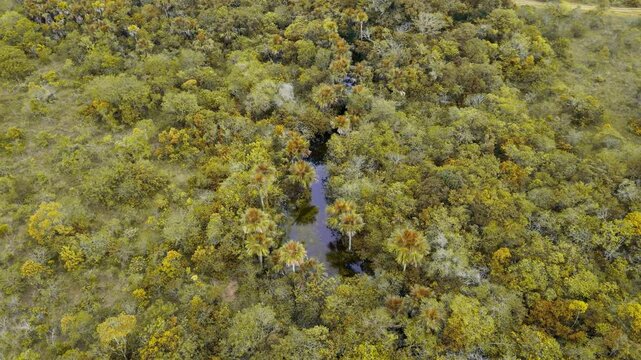 Panor&aacute;mico de manglar rodeado de palmas - 4K