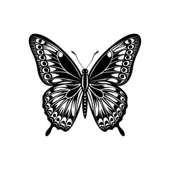 butterfly vector illustration