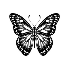 butterfly vector illustration