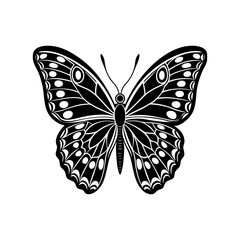 butterfly vector illustration