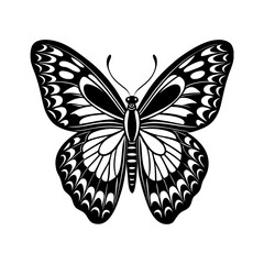butterfly vector illustration