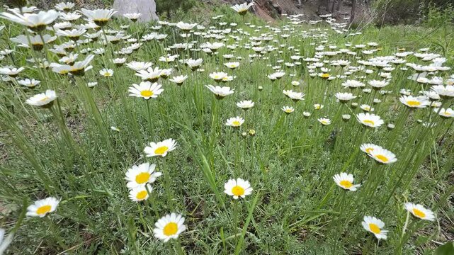 long-stemmed white daisy flowers blooming in forest areas in spring