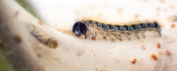 Eastern Tent Caterpillar on a nest