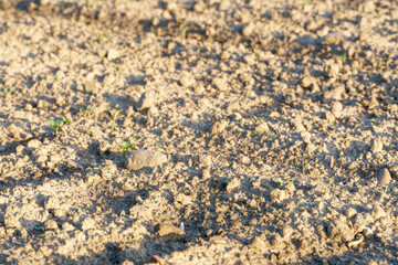 Rows of soil before planting. Drawing of furrows on a plowed field prepared for spring sowing of...