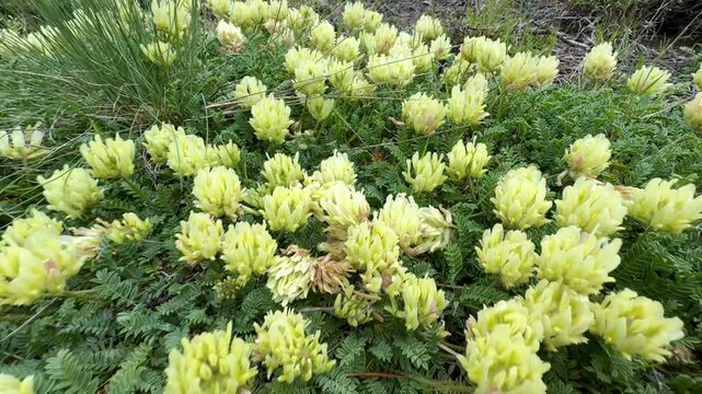 March astragalus flowers spreading over the ground