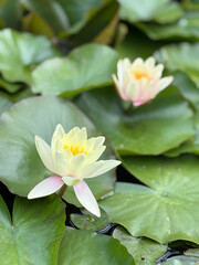 Nen&uacute;far flor planta acuatica