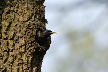 Obraz premium Sturnus vulgaris aka european starling. Fecal sac removal out of the nest. Common bird in Czech republic.