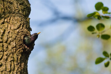 Fototapeta premium Sturnus vulgaris aka european starling inside his nest in tree hollow. Feeding newborns. Common bird in Czech republic.