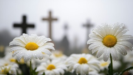 Obraz premium Rainy Day Cemetery Daisies.