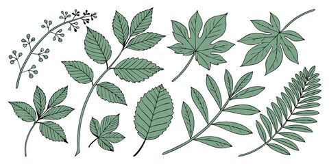 Green leaves collection