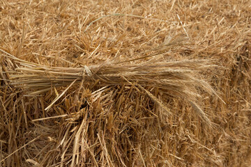 Background with ears of ripe wheat and straw