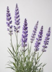Naklejka premium Delicate purple lavender blooms, isolated on pure white background , calming, nature
