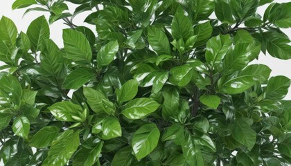 Obraz premium Vibrant green citrus leaves, glossy texture, isolated on pure white , ingredient, macro