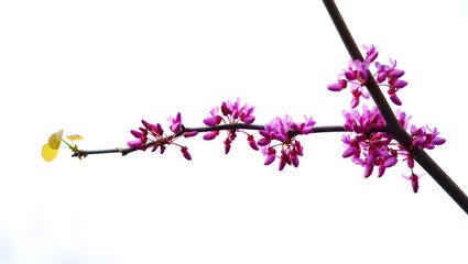Slender branch of pink redbud blossoms on a white background beautiful blooming tree nature botanical floral isolated object springtime flowering plant delicate elegant