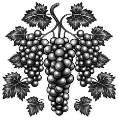 Fototapeta premium Classic grape vector emblem high resolution picture