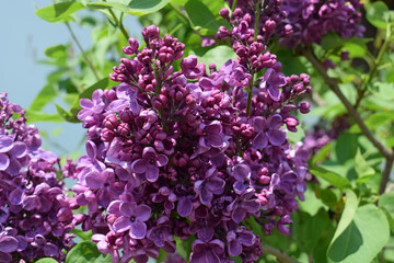 Obraz premium Blooming lilac close up, spring time