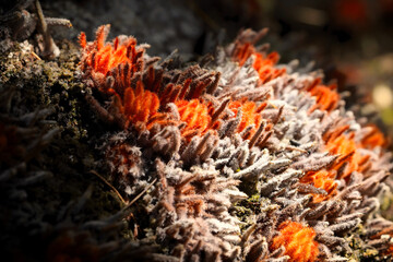 Flowers Buds of Banksia robur on the tree trunk closeup macro photography. Banksia robur Cav. swamp banksia not yet fully developed Banksia robur inflorescences in the lignotuber area