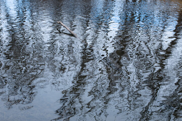 Trees reflection on a pond on a cold day texture