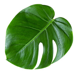 Young monstera leaf isolated on a white background, view from above. Tropical plant, Monstera deliciosa. © domnitsky