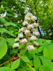 A horse chestnut tree with white flowers and green leaves