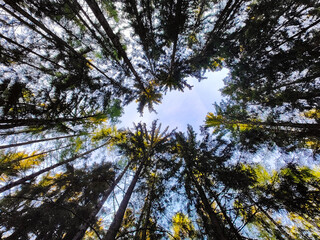 A view of the tops of tall trees in a forest looking up at the sky